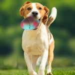 Dinosaur Egg Shape Squeaky Sound Chew Toy